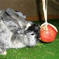 Apfel am Band