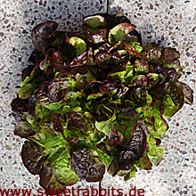 Eichblattsalat