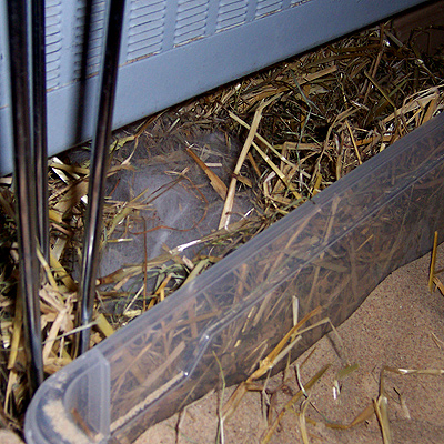 Das Nest