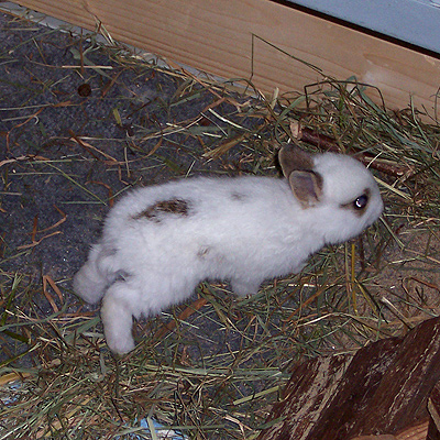 Mini-Kaninchen on Tour