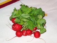 Radieschenbl�tter