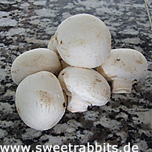 Champignons