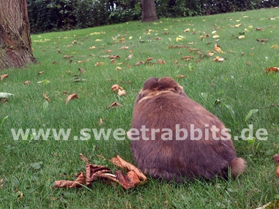 Kaninchen im Herbst