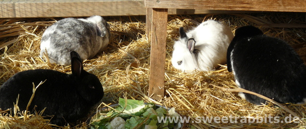 Kaninchen im Jahresverlauf