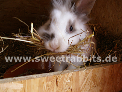 Kaninchen beim Nestbau