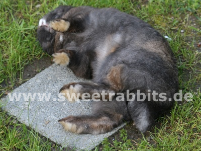 Wlzendes Kaninchen auf der Wiese