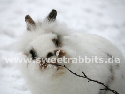 Kaninchen im Schnee