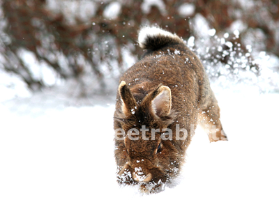 Winterspa im Schnee