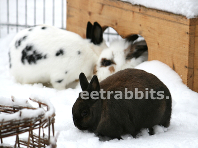 Spielen im Schnee