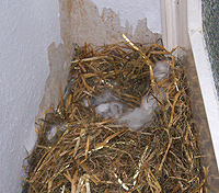 Scheinschwangerschaft und Nestbau