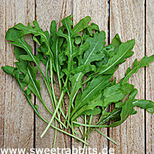 Rucola