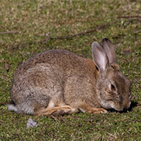 Wildkaninchen