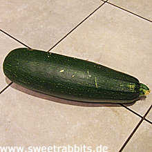 Zucchini